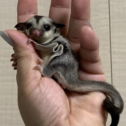 フクロモモンガ クラシック　ヘテロリューシ