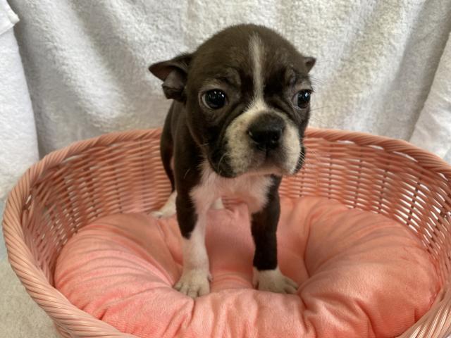 ボストンテリア