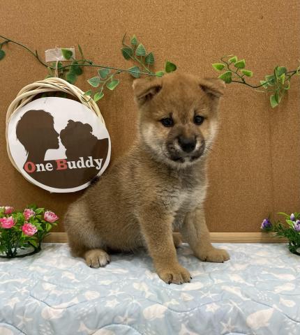 One Buddy新船橋店 千葉県 子犬や子猫たちのペット販売情報が満載 ペットステーション
