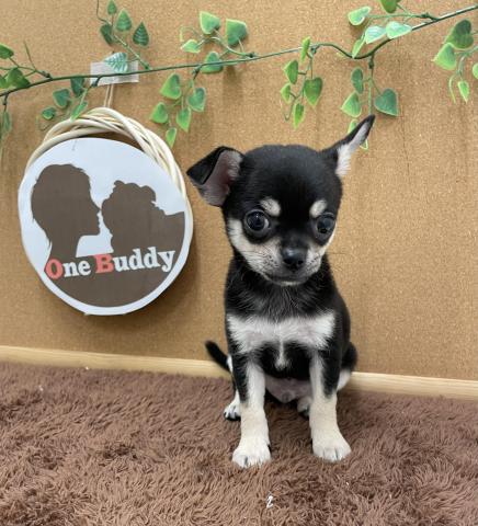 One Buddy新船橋店 千葉県 子犬や子猫たちのペット販売情報が満載 ペットステーション