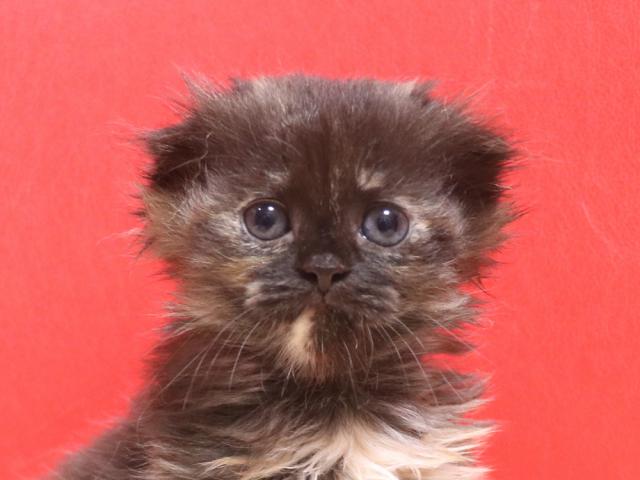 ミヌエット（旧ナポレオン）