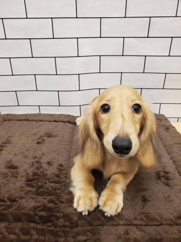 カニンヘンダックスフンド