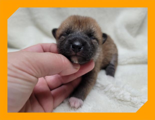 柴犬