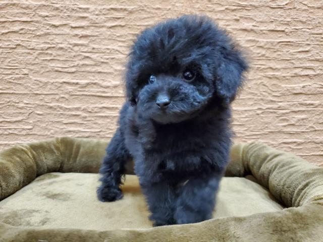 ペットショップk Bland 王寺店 奈良県 子犬や子猫たちのペット販売情報が満載 ペットステーション