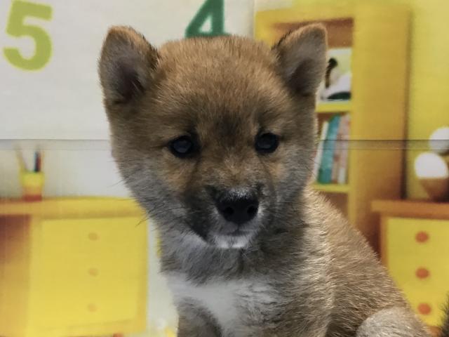 柴犬