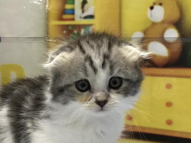 スコティッシュフォールド