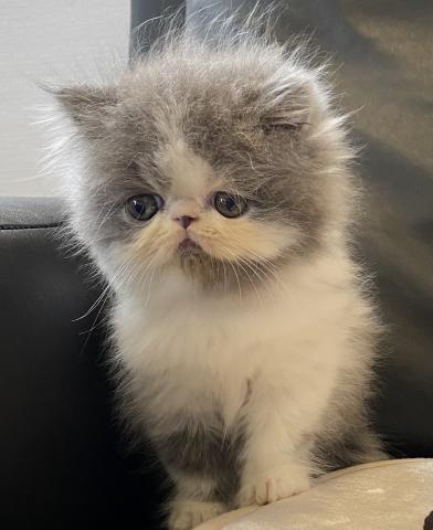 エキゾチックショートヘアー