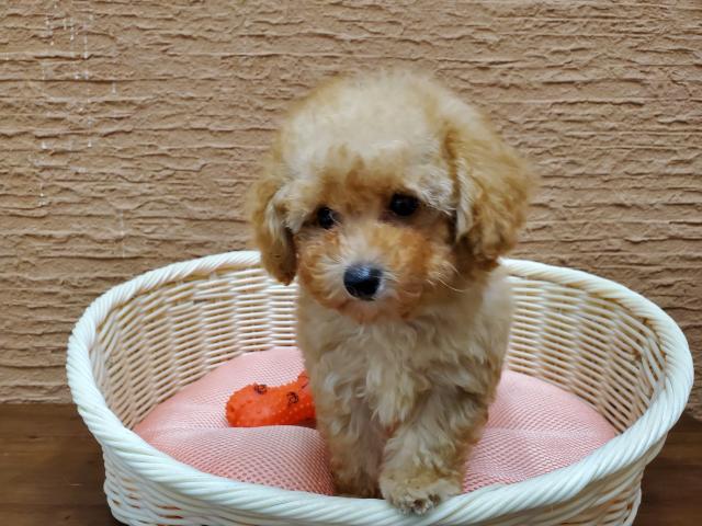 ペットショップ K Bland 橿原香久山店 公式 奈良県 子犬や子猫たちのペット販売情報が満載 ペットステーション