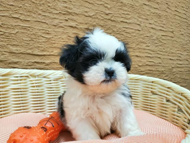 ペットショップ K Bland 橿原香久山店 公式 奈良県 子犬や子猫たちのペット販売情報が満載 ペットステーション ペットショップ K Bland 橿原香久山店 公式 奈良県 子犬や子猫たちのペット販売情報が満載 ペットステーション