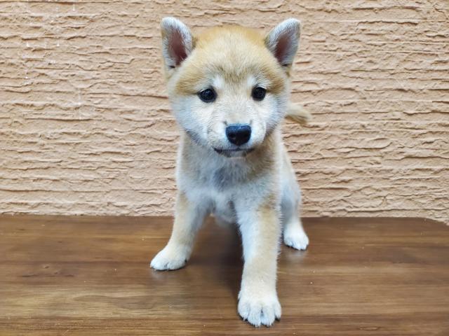 柴犬
