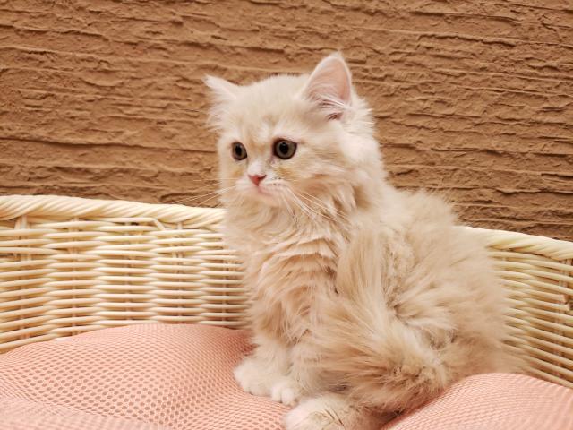 ペットショップ K Bland 橿原香久山店 公式 奈良県 子犬や子猫たちのペット販売情報が満載 ペットステーション ペットショップ K Bland 橿原香久山店 公式 奈良県 子犬や子猫たちのペット販売情報が満載 ペットステーション