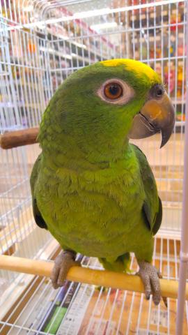 ペットショップk Bland 王寺店 奈良県 子犬や子猫たちのペット販売情報が満載 ペットステーション