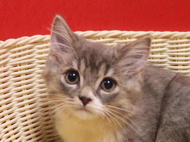 スコティッシュフォールド