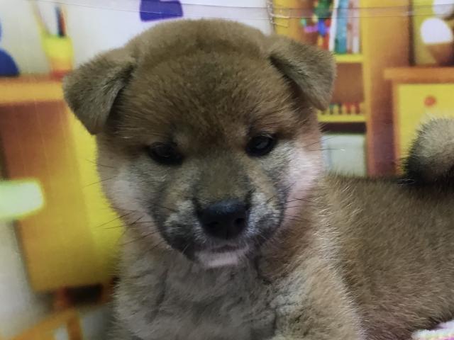 柴犬