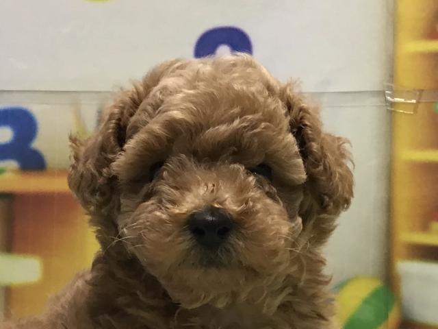 トイプードル
