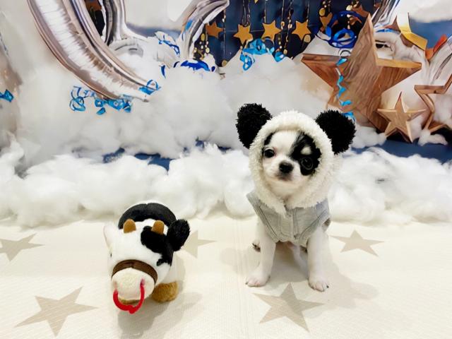 チワワ(ロングコート)