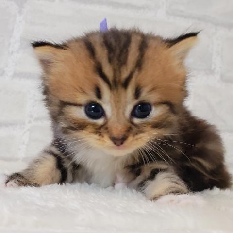 ラガマフィン💕くつ下がカワイイ！ラガマフィンくん💕
