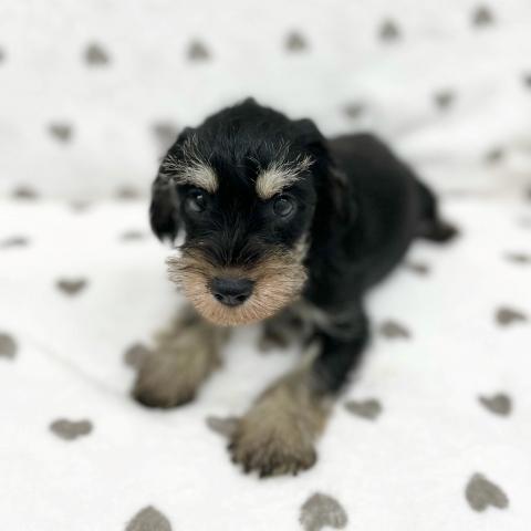 ミニチュアシュナウザー