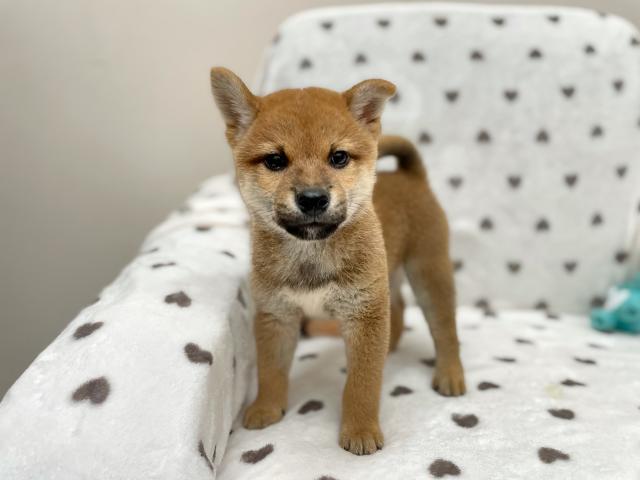 柴犬