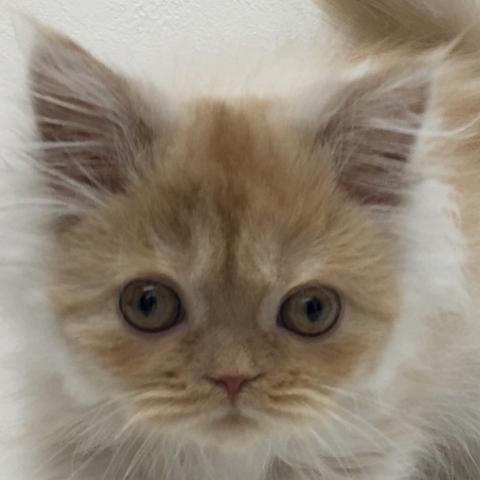 スコティッシュフォールド