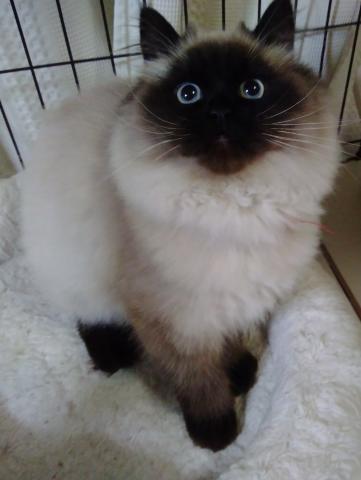 ペルシャ・ヒマラヤン