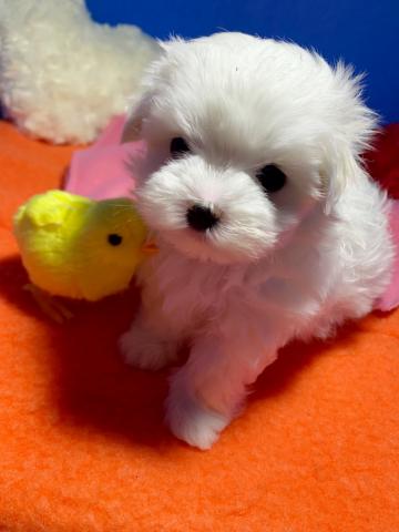 マルチーズ可愛い兄妹の女の子♡