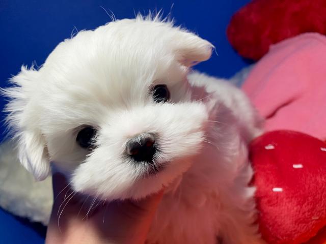 マルチーズ可愛い兄妹の男の子♡