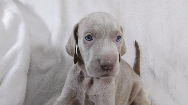 ワイマラナーロングヘアー 子犬や子猫たちのペット販売情報が満載 ペットステーション