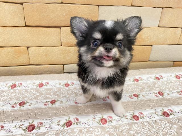 チワワ(ロングコート)