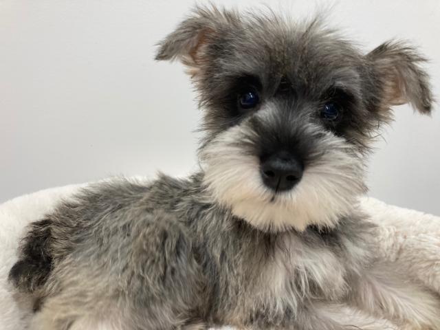 スタイルパウズ川口店 埼玉県 子犬や子猫たちのペット販売情報が満載 ペットステーション スタイルパウズ川口店 埼玉県 子犬や子猫たちのペット販売情報が満載 ペットステーション