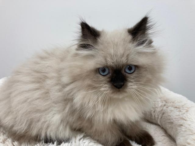 スタイルパウズ川口店 埼玉県 子犬や子猫たちのペット販売情報が満載 ペットステーション