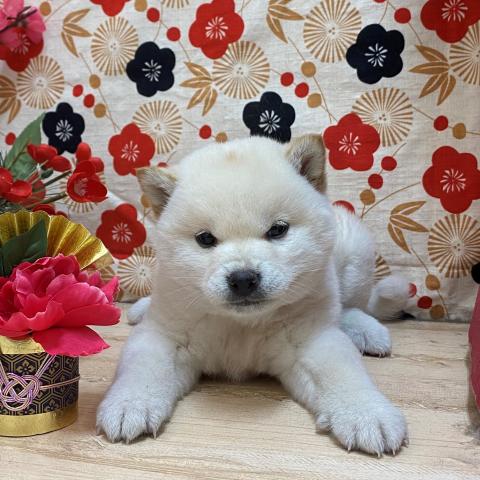 柴犬