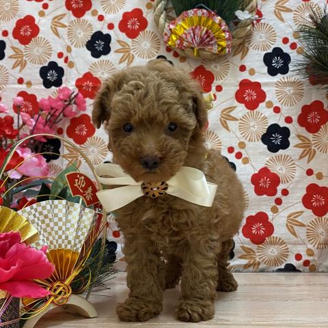 ペットアイランド海老名店 神奈川県 子犬や子猫たちのペット販売情報が満載 ペットステーション