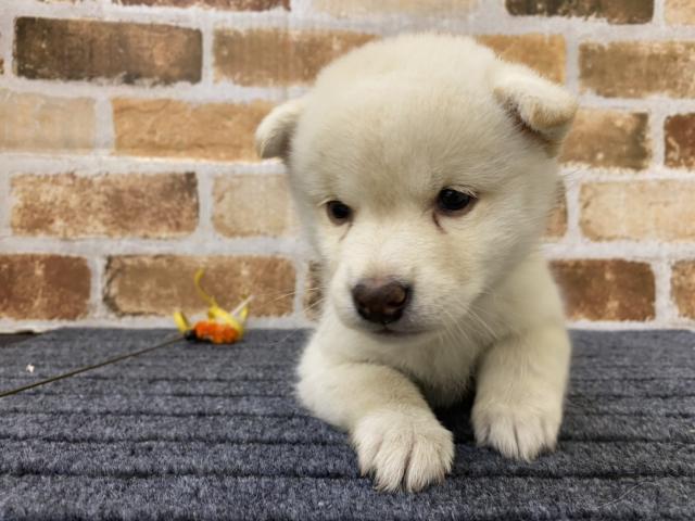 柴犬