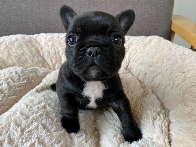 フレンチブルドッグ