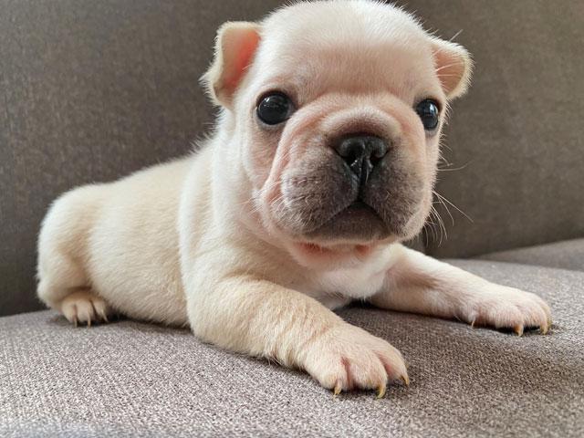 フレンチブルドッグ