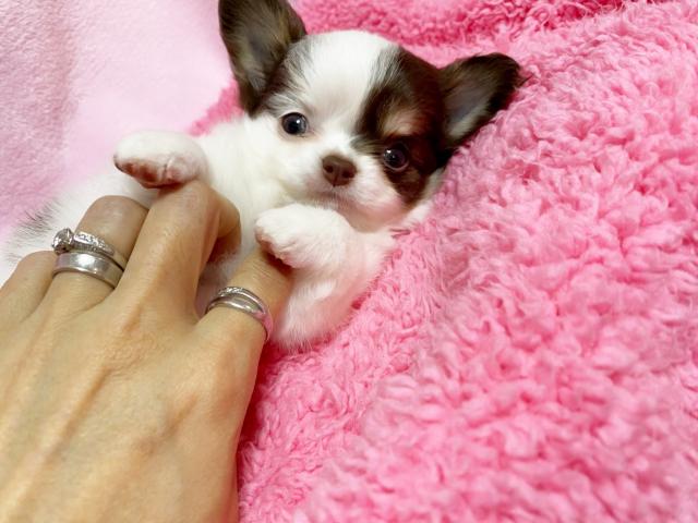 チワワ（ロングコート）