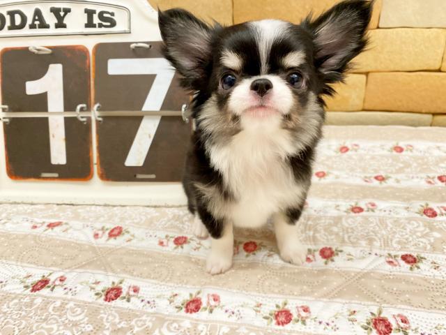 チワワ(ロングコート)