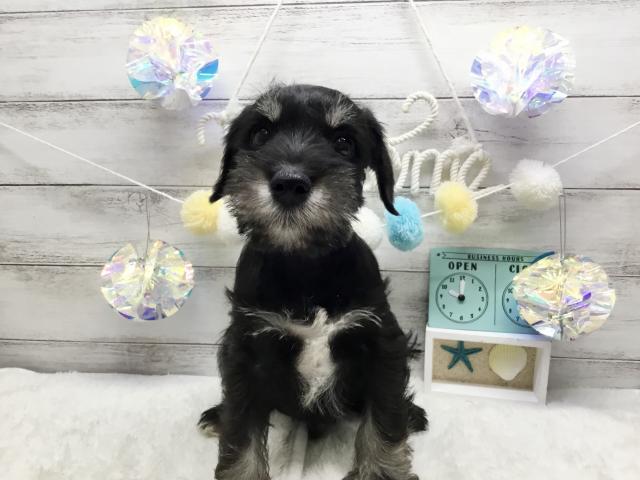 ミニチュアシュナウザー