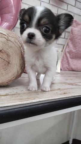 チワワ（ロングコート）