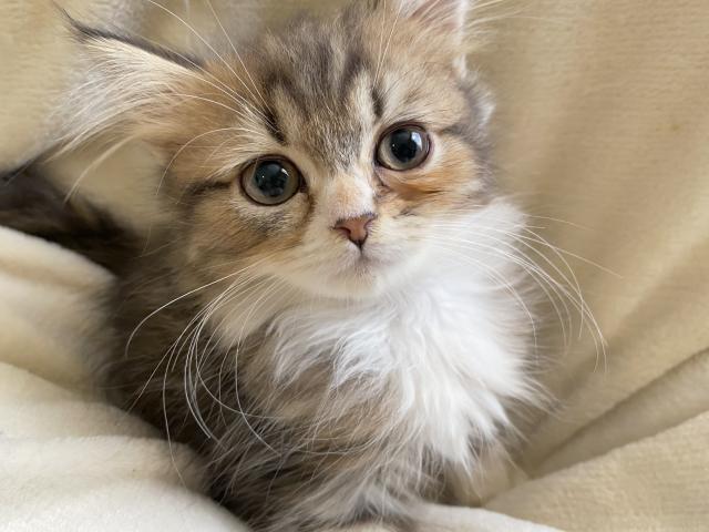 ミヌエット（旧ナポレオン）