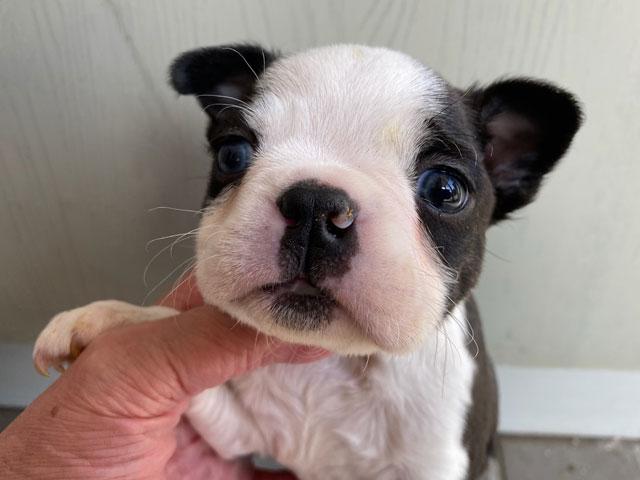 ボストンテリア