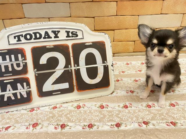 チワワ（ロングコート）