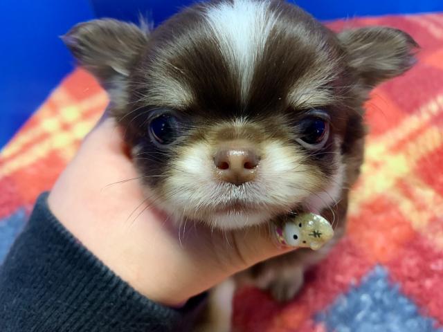 チワワ（ロングコート）ぺったんこ兄弟♡♡