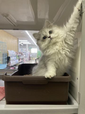 ペットワールド大仁 静岡県 子犬や子猫たちのペット販売情報が満載 ペットステーション