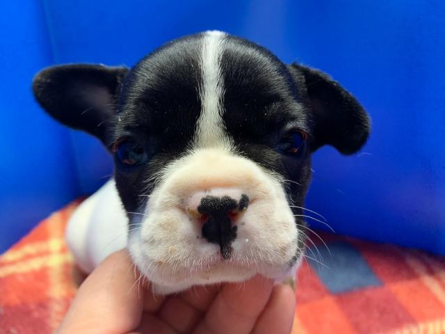 フレンチブルドッグもーちゃん初ベビー!パイド4兄妹♡