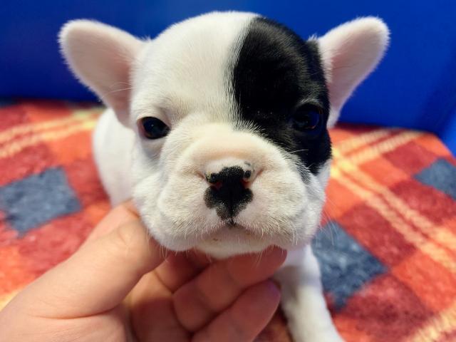 フレンチブルドッグもーちゃん初ベビー!パイド4兄妹♡