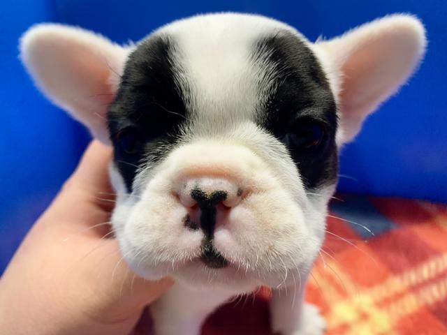 フレンチブルドッグもーちゃん初ベビー!パイド4兄妹♡