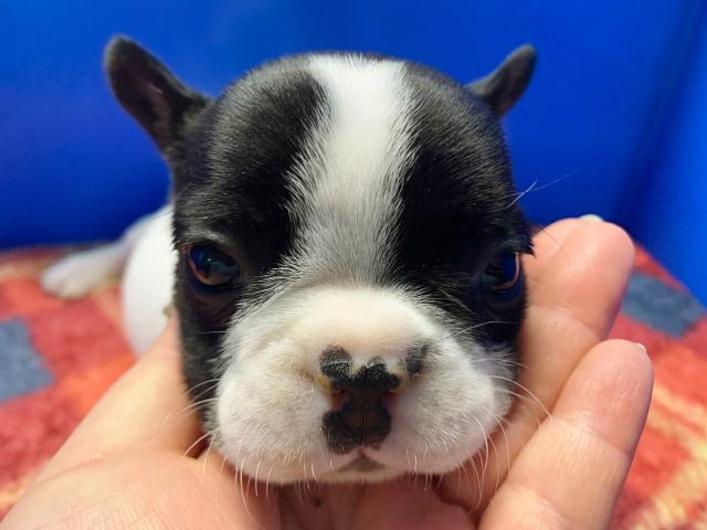 フレンチブルドッグもーちゃん初ベビー!パイド4兄妹♡