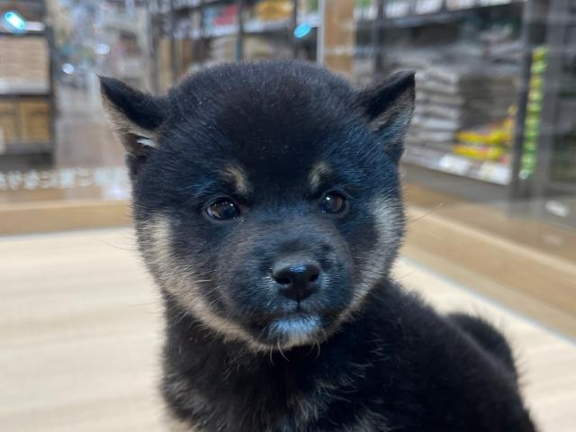 柴犬